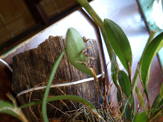 DSC_1587.JPG