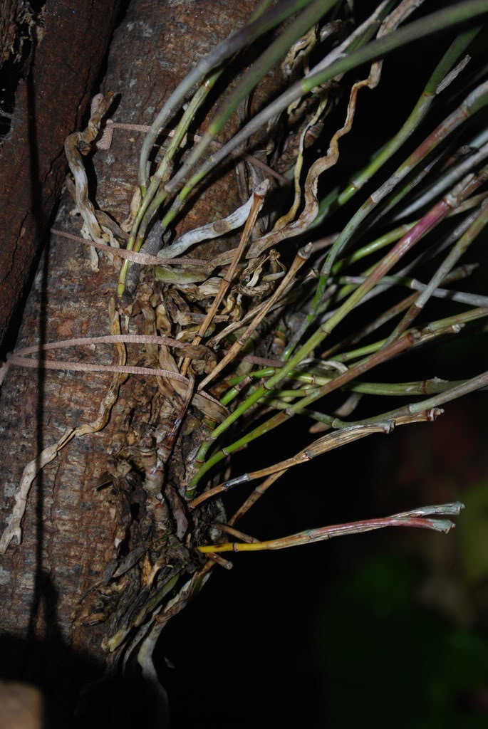 DSC_1631.jpg