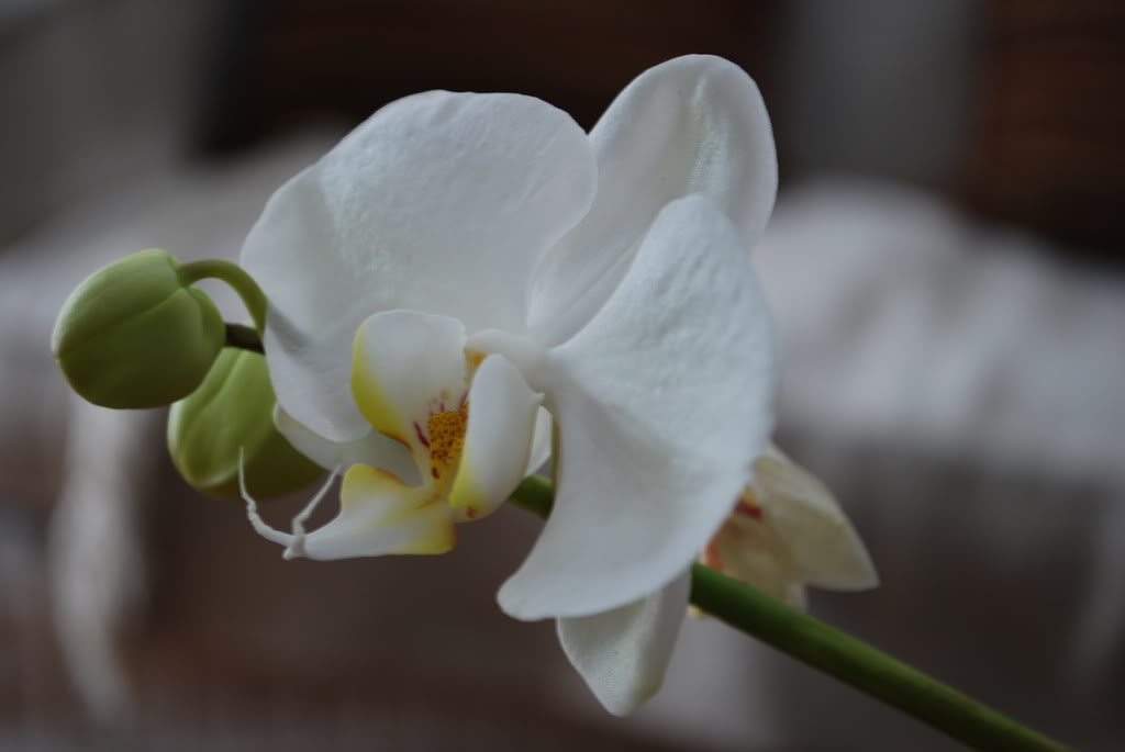 DSC_1639.jpg