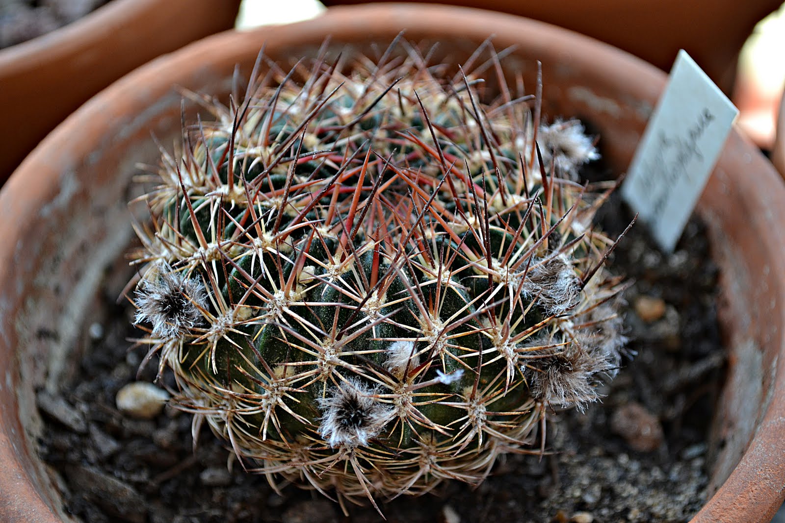 DSC_1885.JPG