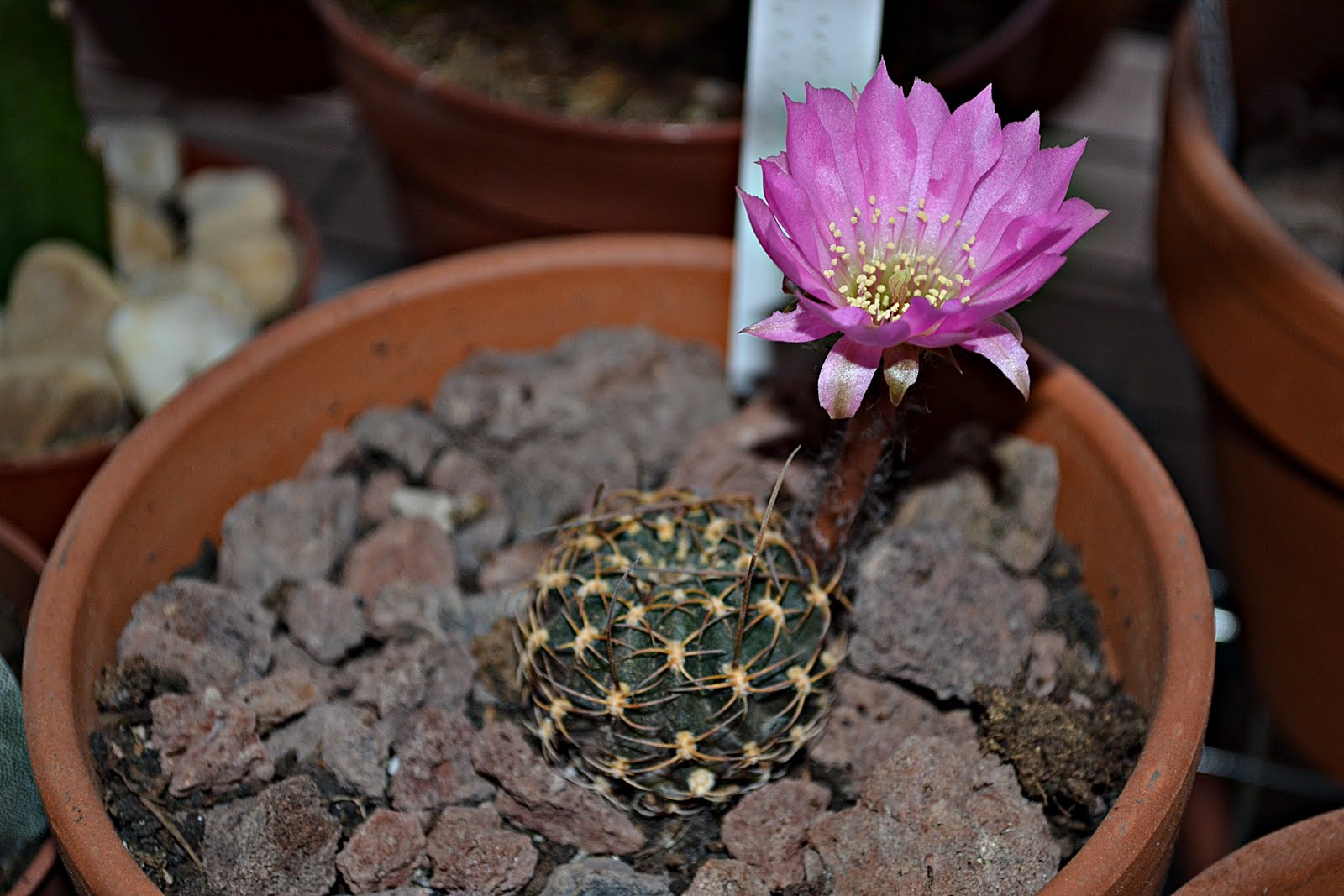 DSC_1920.JPG