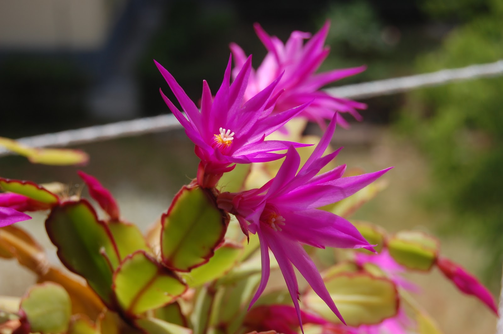 DSC_1952.JPG
