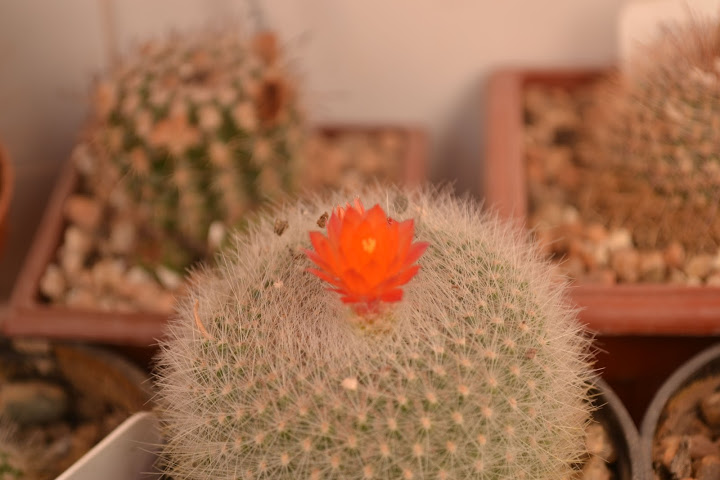 DSC_2099.JPG