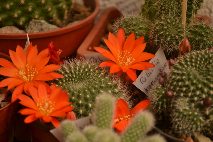 DSC_2118.JPG