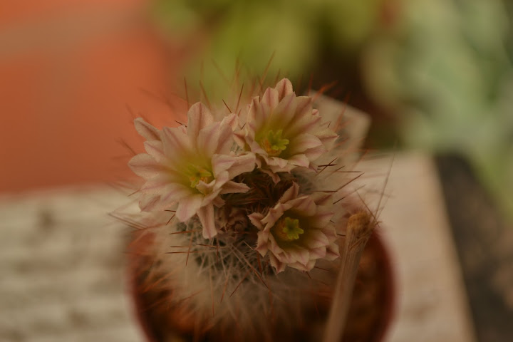 DSC_2119.JPG