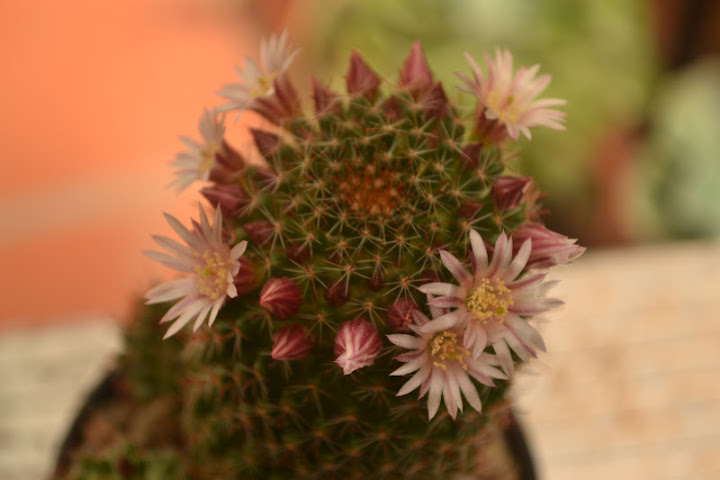 DSC_2121.JPG
