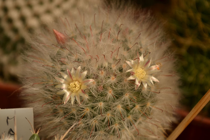 DSC_2122.JPG