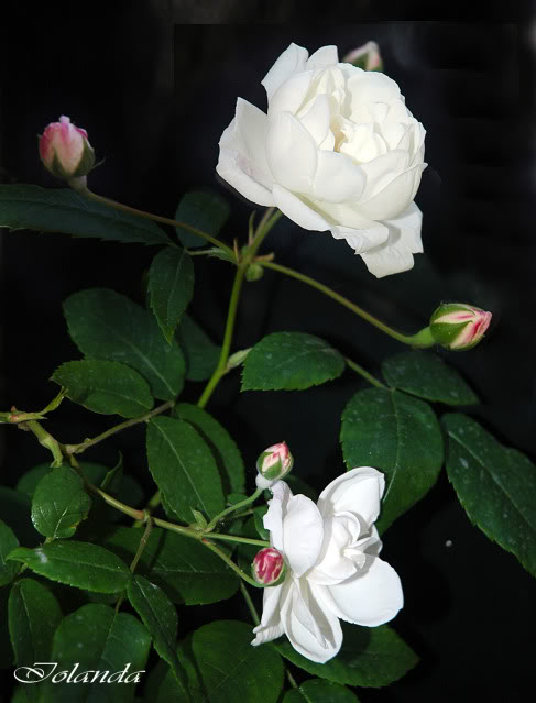 DSC_2127rec-1.jpg
