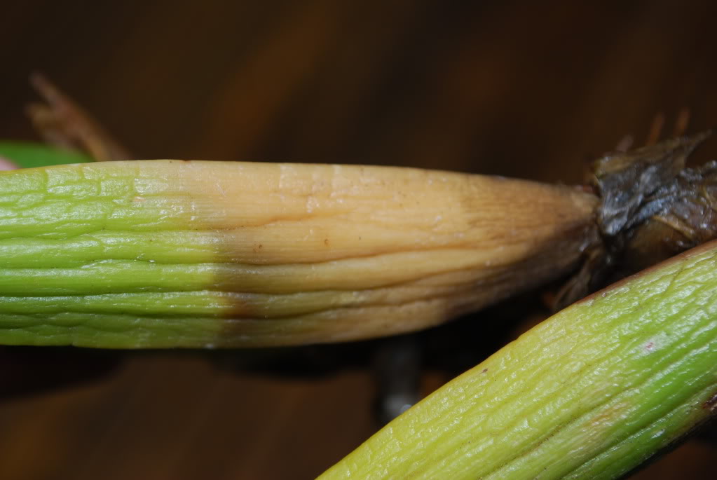 DSC_2219.jpg