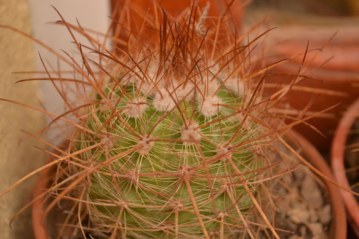 DSC_2219.JPG