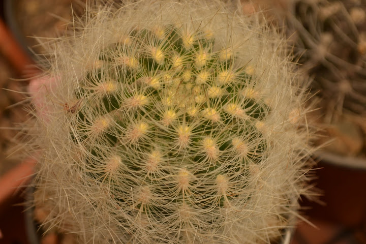 DSC_2222.JPG