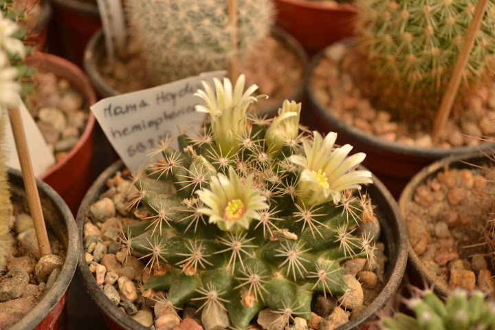 DSC_2250.JPG