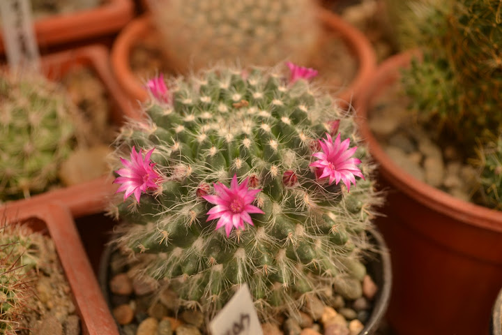 DSC_2251.JPG
