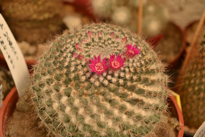 DSC_2252.JPG