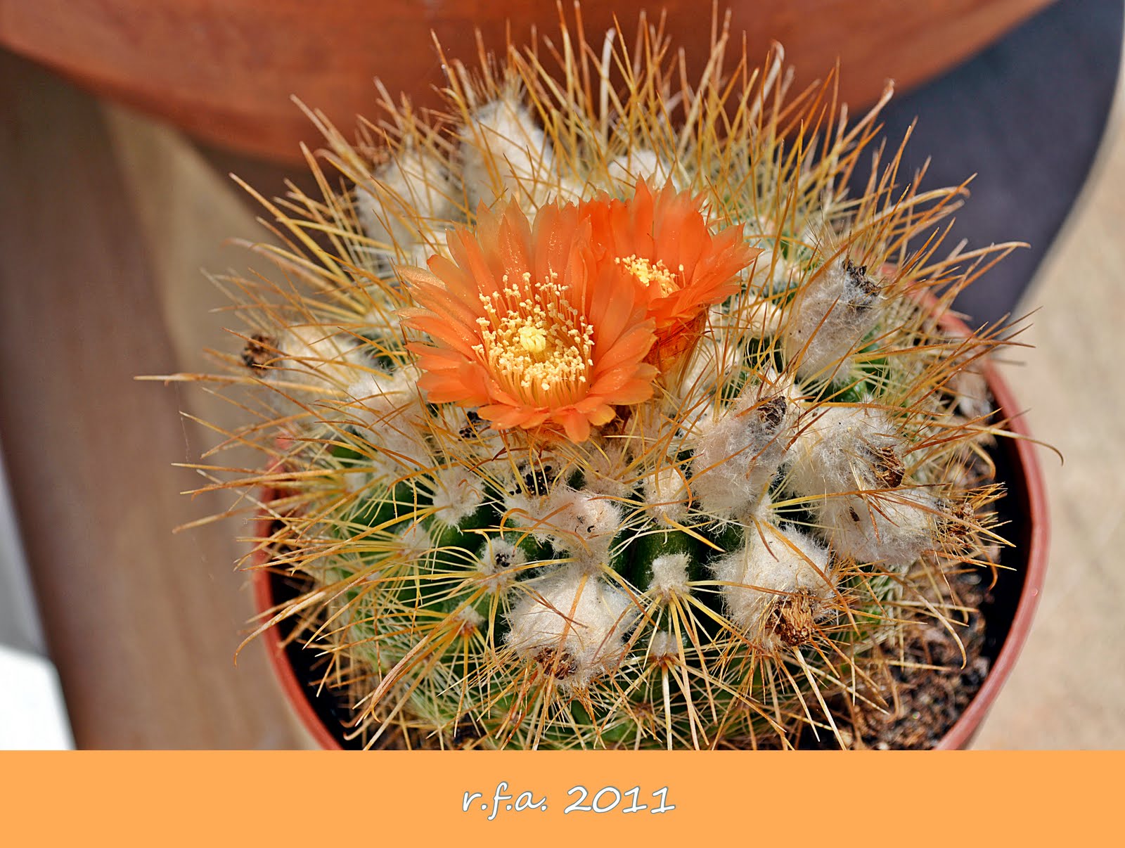 DSC_2298.JPG