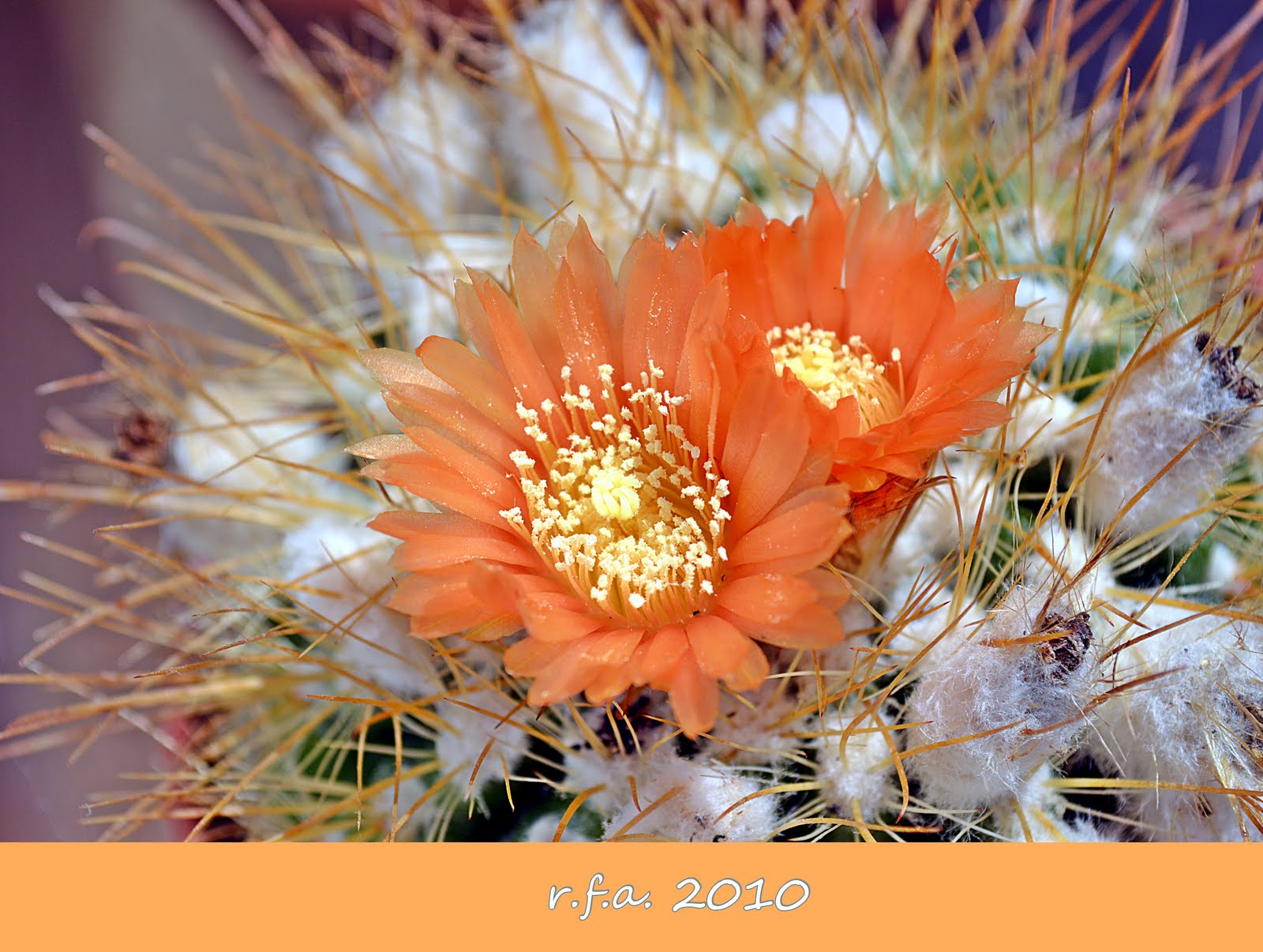 DSC_2301.JPG