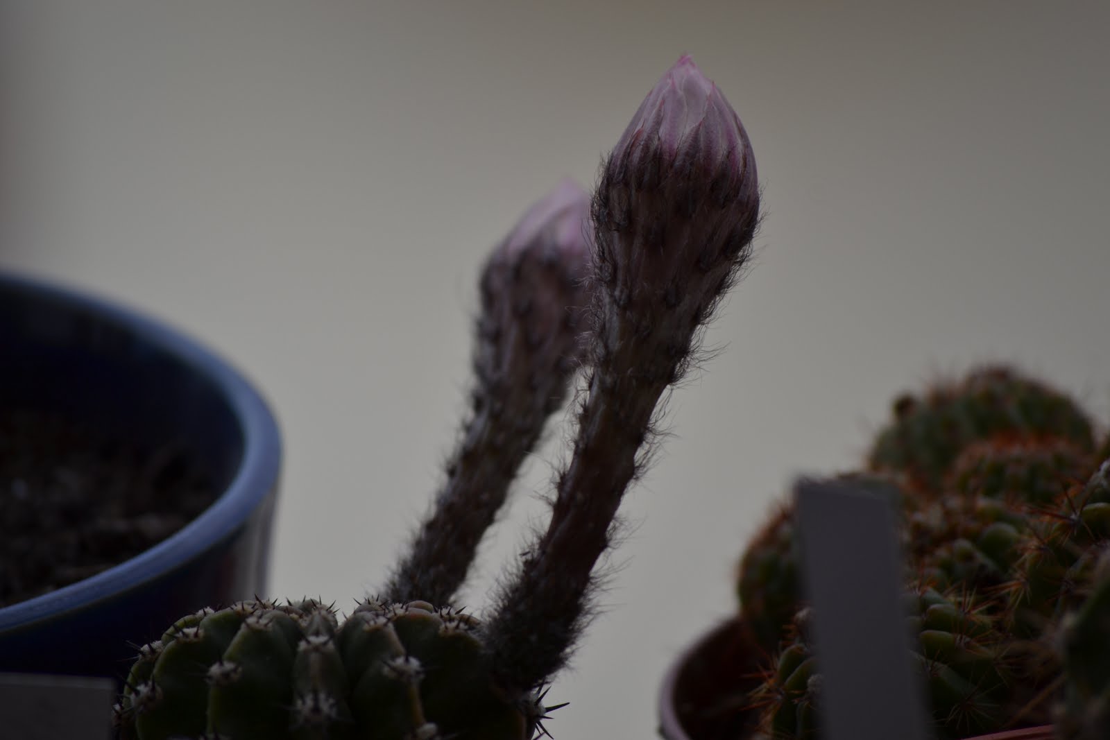 DSC_2363.JPG