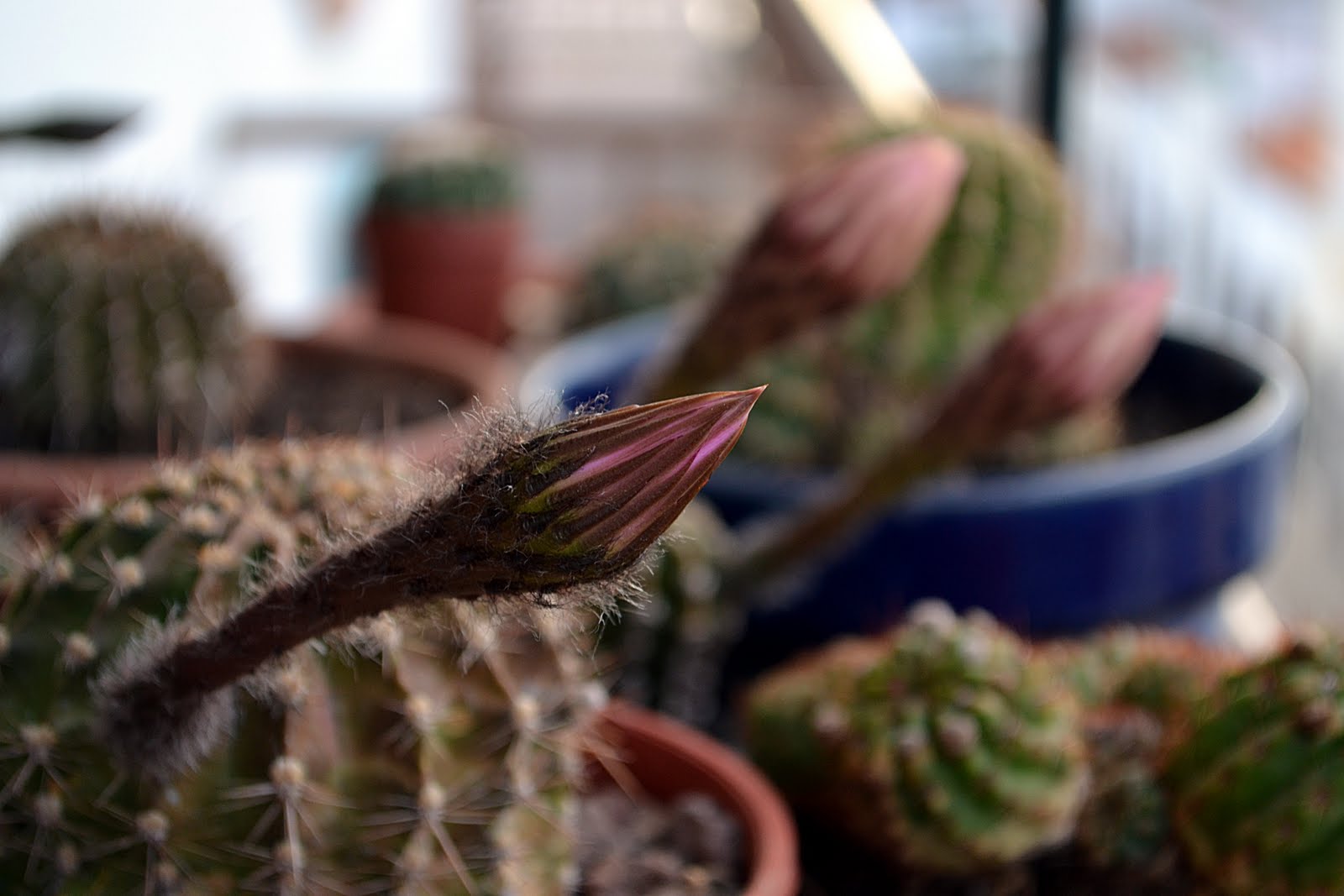 DSC_2405.JPG