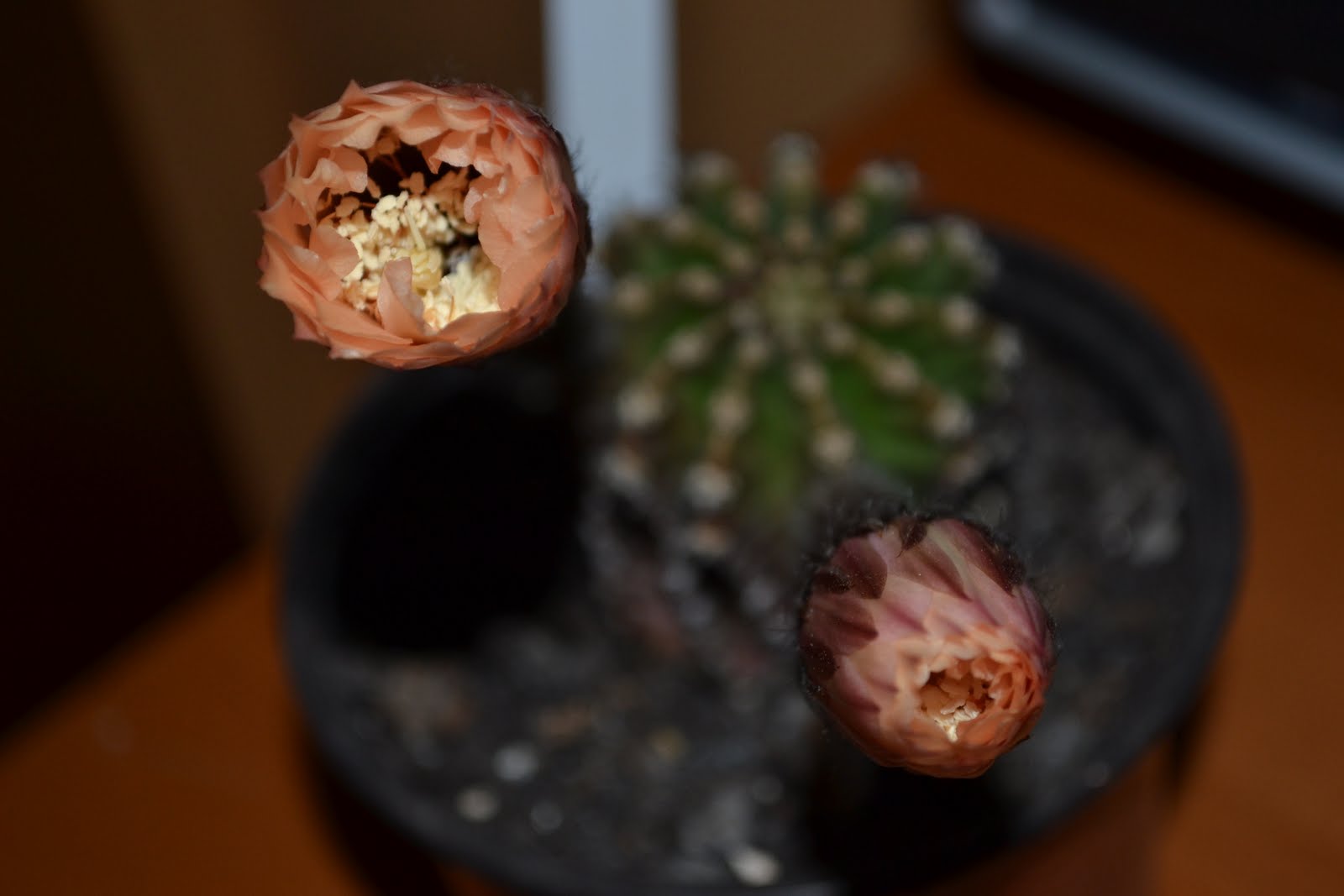 DSC_2414.JPG