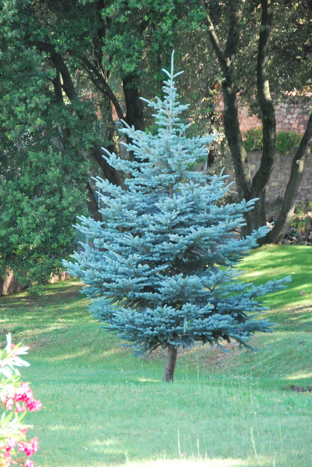DSC_2435.jpg