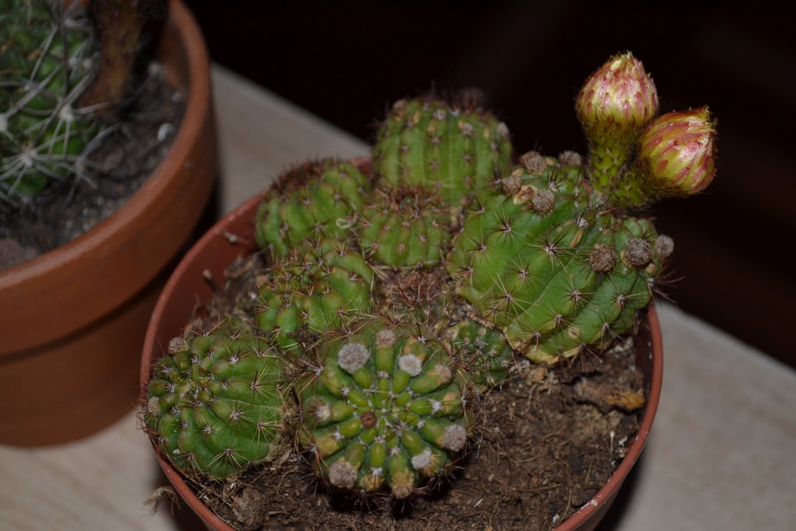 DSC_2480.JPG