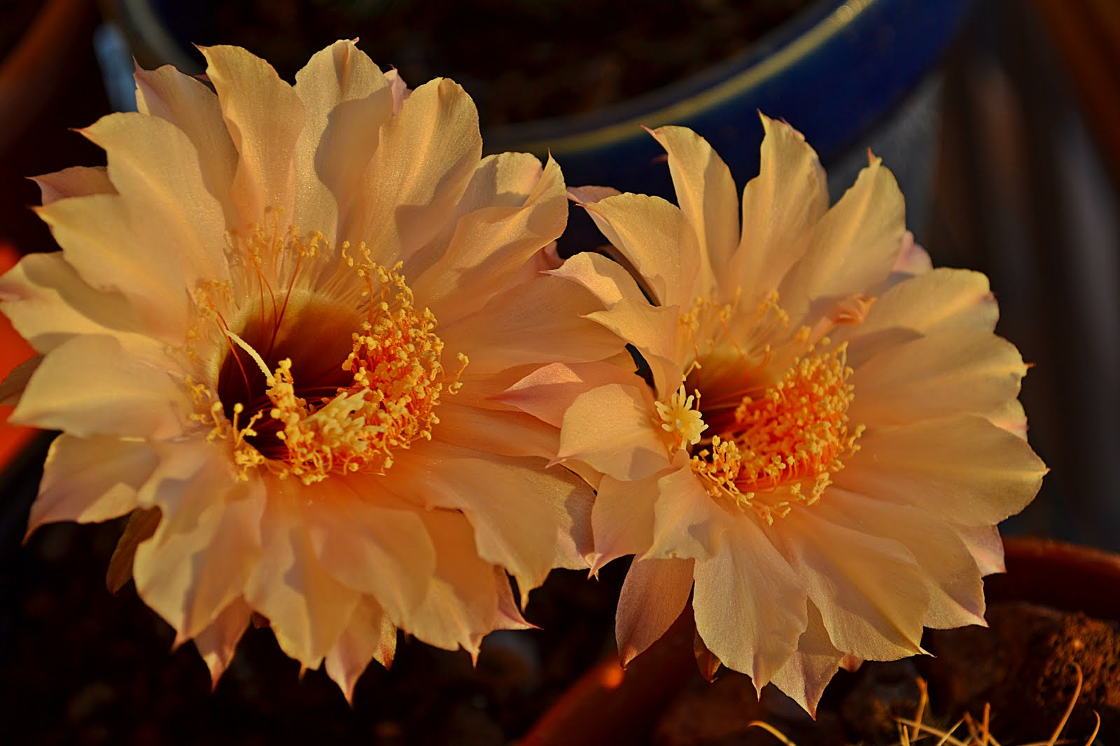 DSC_2485.JPG