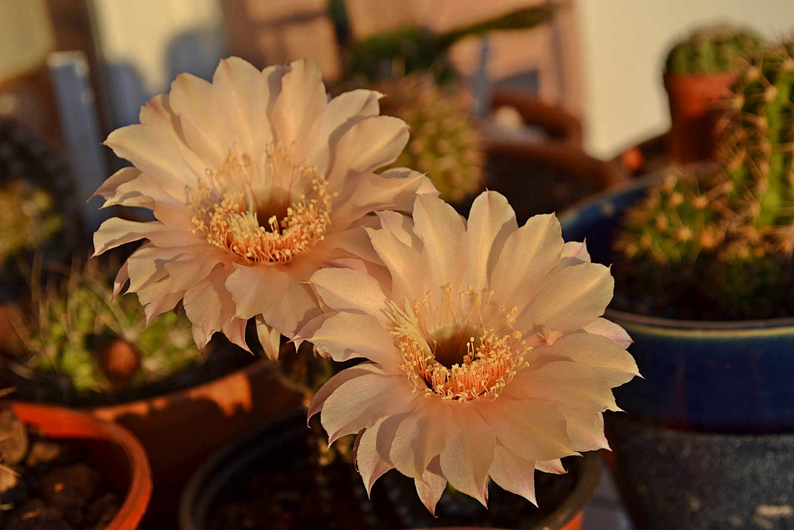 DSC_2490.JPG