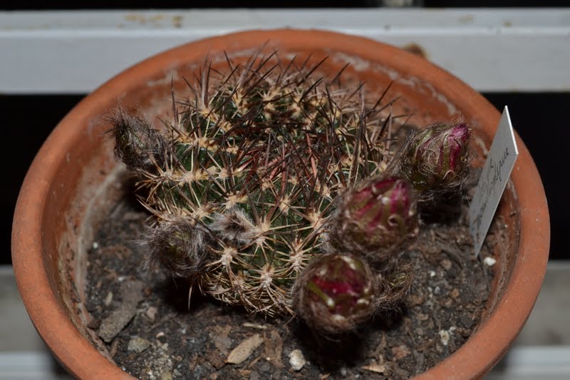 DSC_2499.JPG