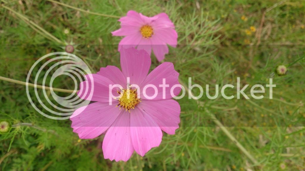 DSC_2552_zpsit5da23t.jpg