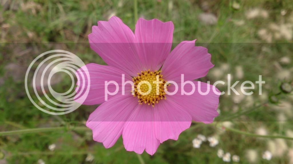 DSC_2553_zpsaravnr2i.jpg