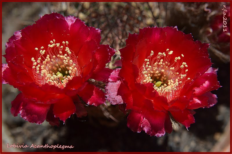 DSC_2582.JPG