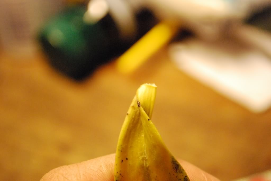 DSC_2630.jpg