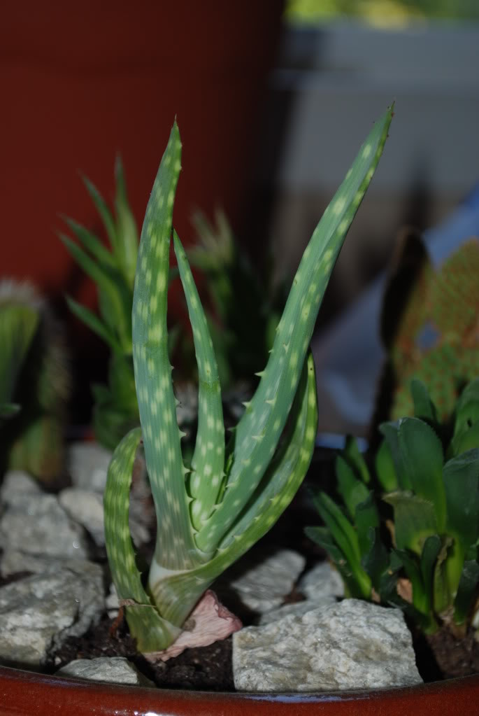DSC_2741.jpg