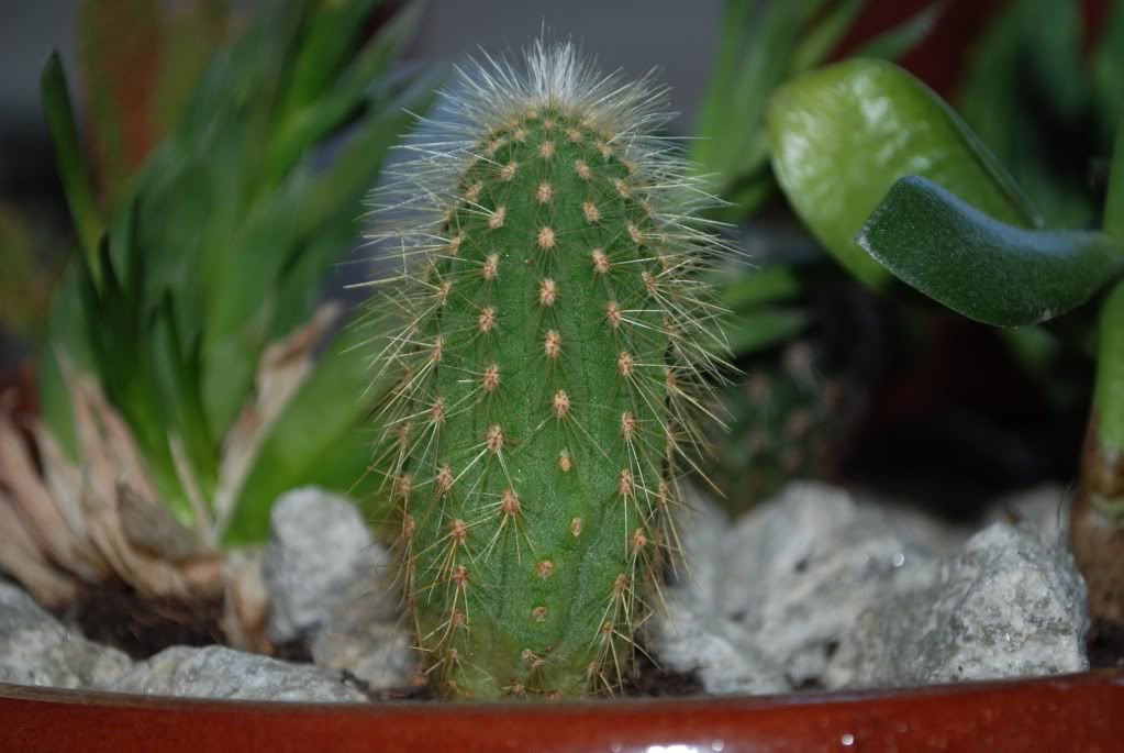 DSC_2743.jpg