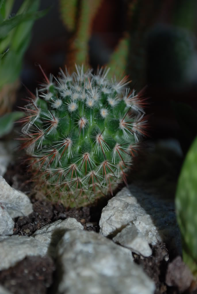 DSC_2746.jpg