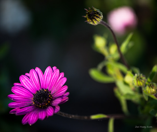 DSC_2761.jpg