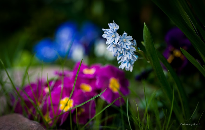 DSC_2789.jpg