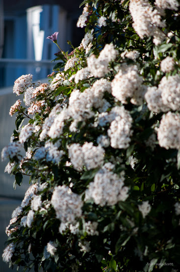 DSC_2819.jpg