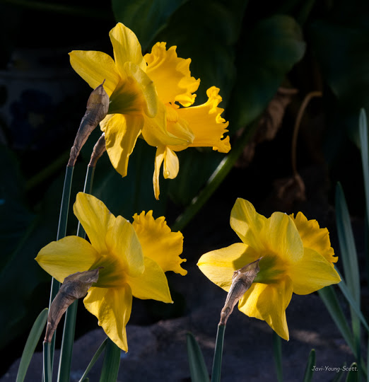 DSC_2847-2.jpg