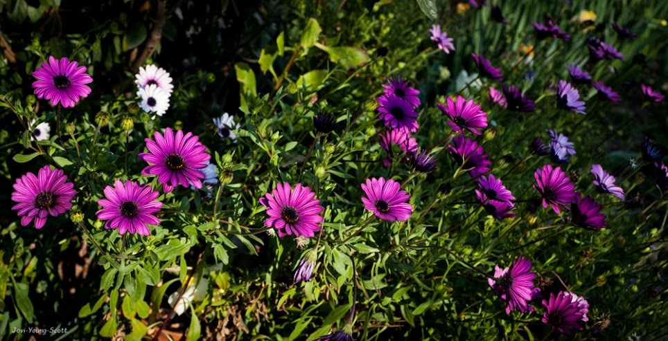 DSC_2865.jpg