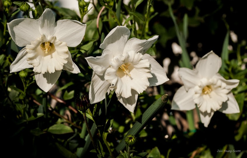 DSC_2866.jpg