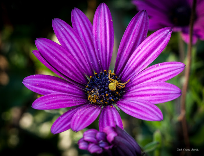 DSC_2880.jpg