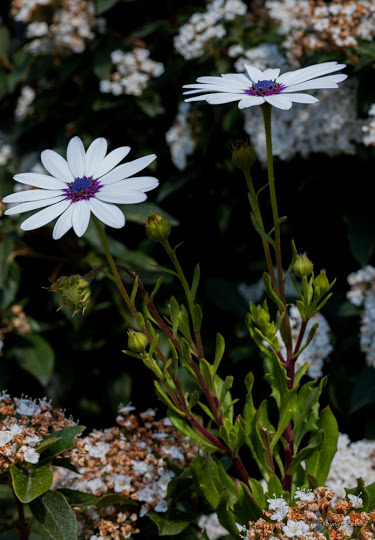 DSC_2920.jpg