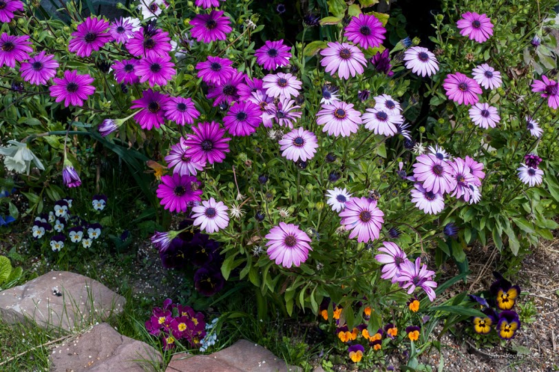 DSC_2921.jpg