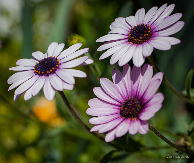 DSC_2926.jpg