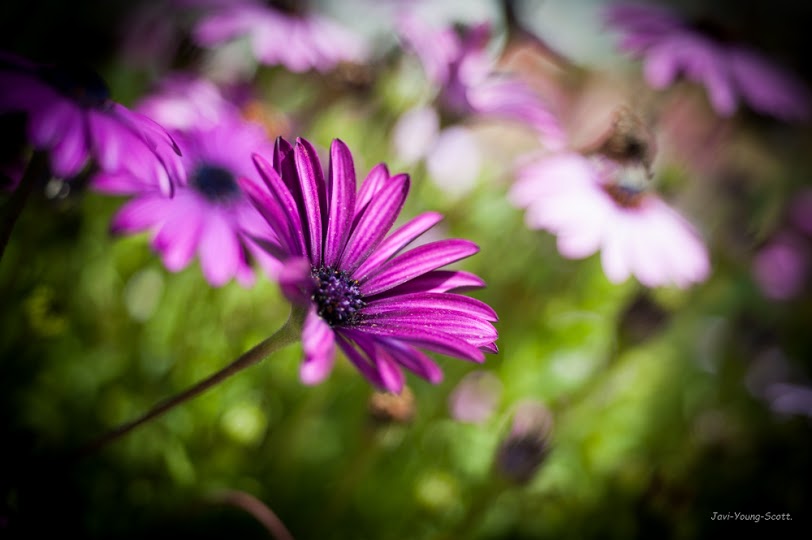 DSC_2935.jpg