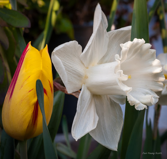 DSC_2968.jpg