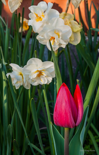 DSC_2980.jpg