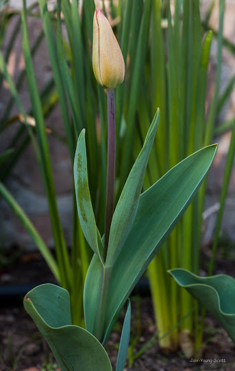 DSC_2982.jpg