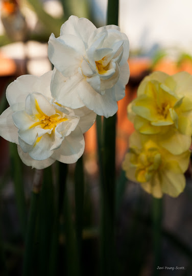 DSC_2983.jpg